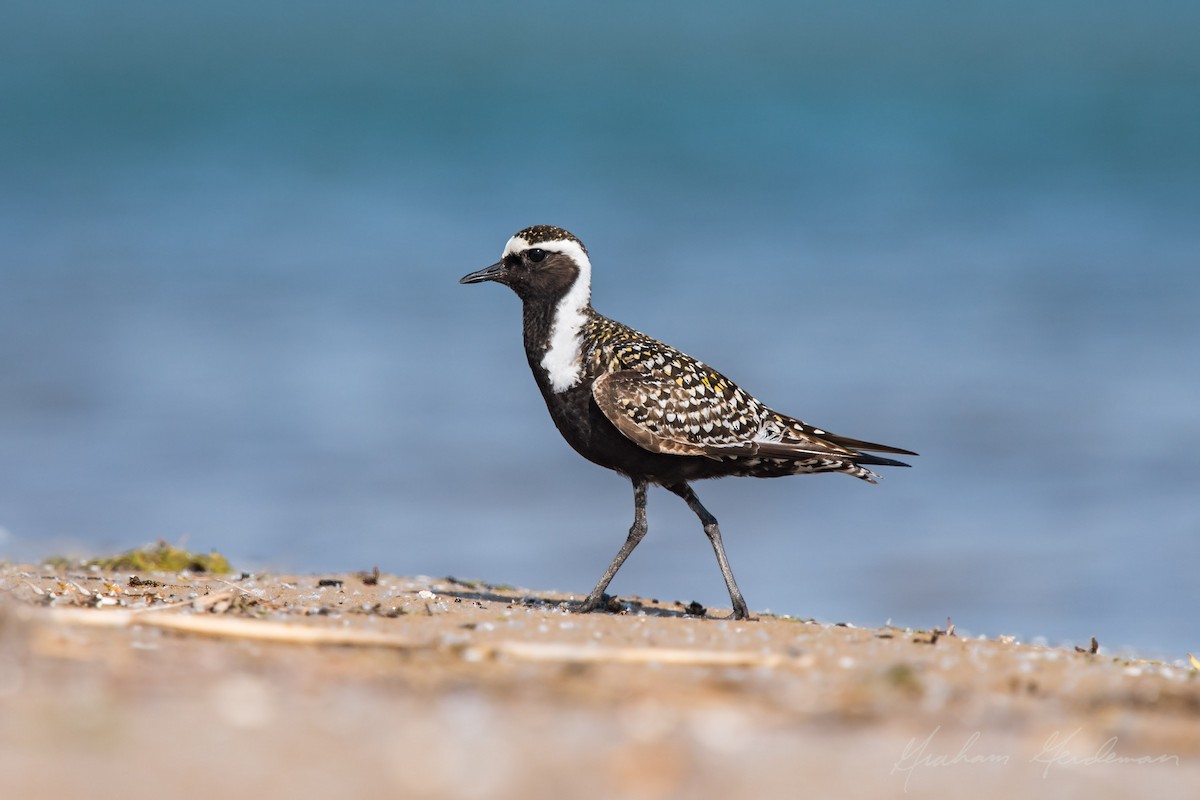 American Golden-Plover - Graham Gerdeman