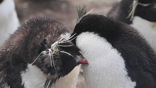 Pingüino Saltarrocas Meridional - ML615787912