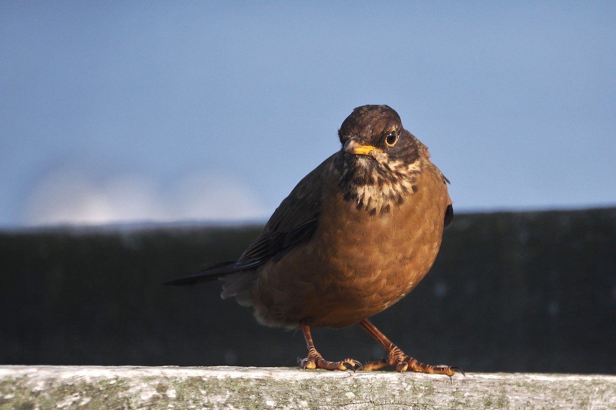 Austral Thrush (Falkland) - ML615787931