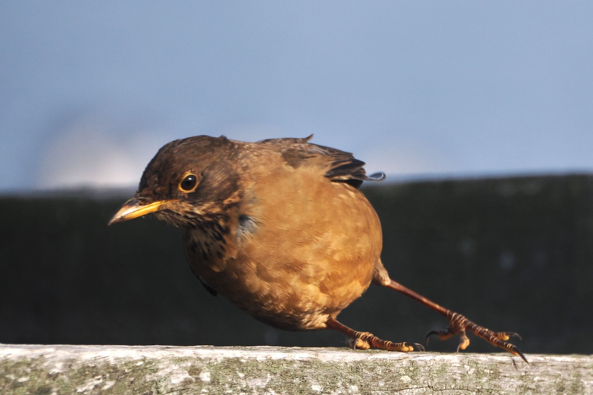 Austral Thrush (Falkland) - ML615787932