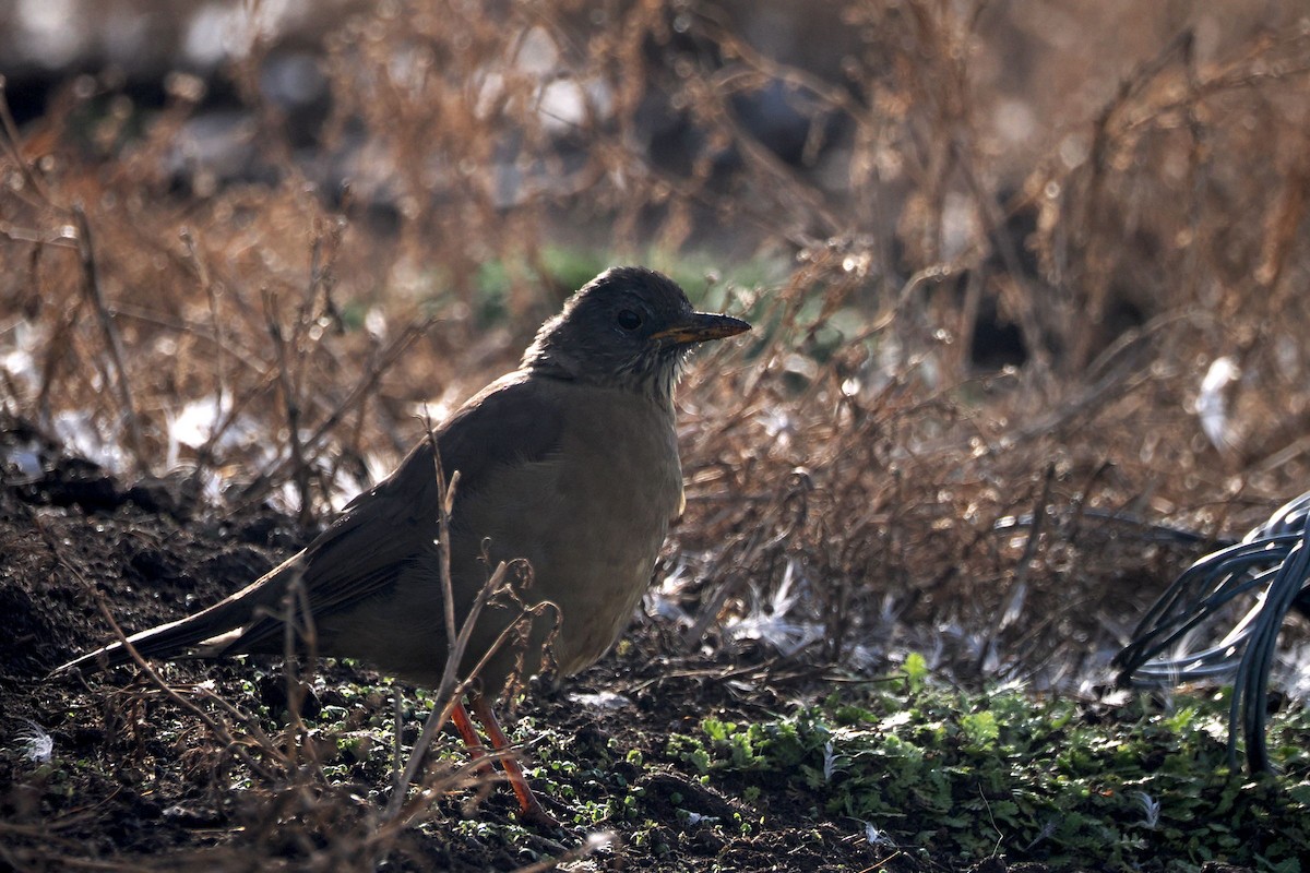 Austral Thrush (Falkland) - steve b