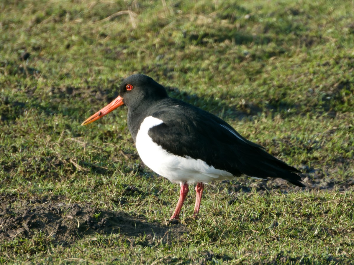 ústřičník velký - ML615787939