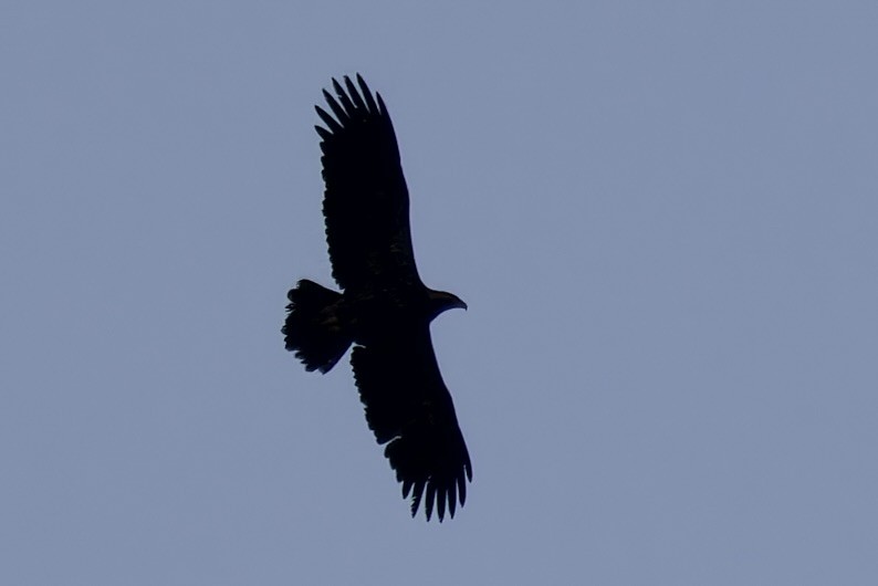 Golden Eagle - Ted Burkett