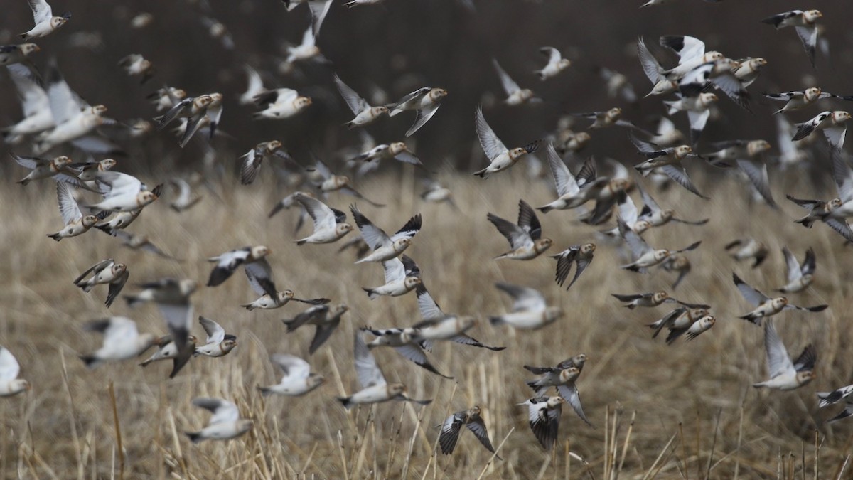 Snow Bunting - Alvan Buckley