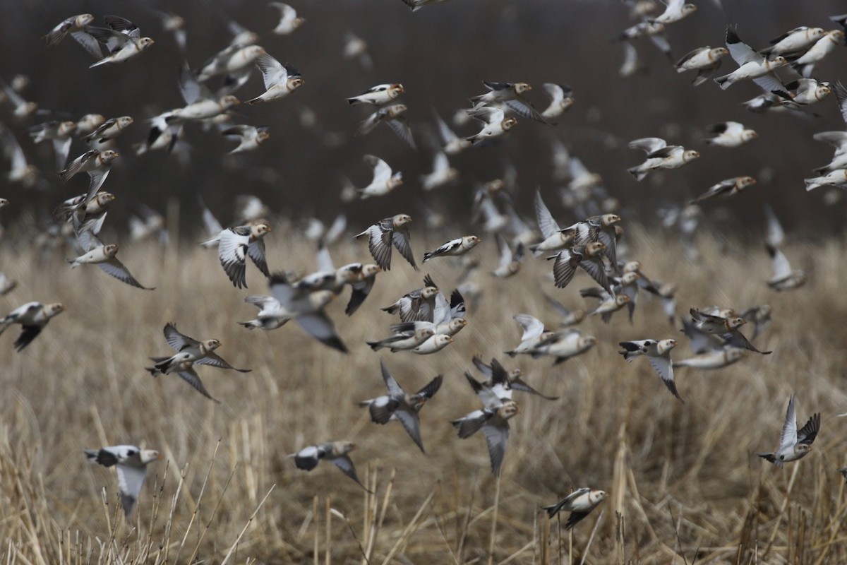 Snow Bunting - ML615787948