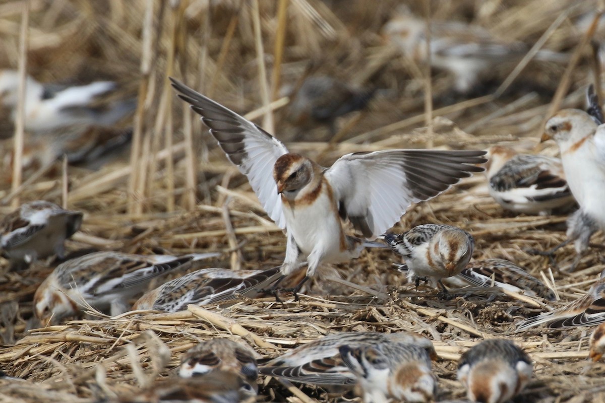 Snow Bunting - ML615787953