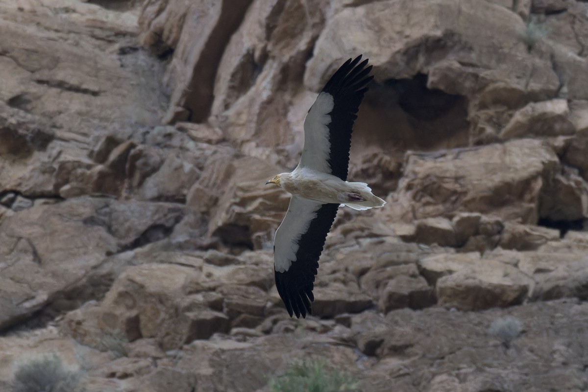 Egyptian Vulture - ML615787957