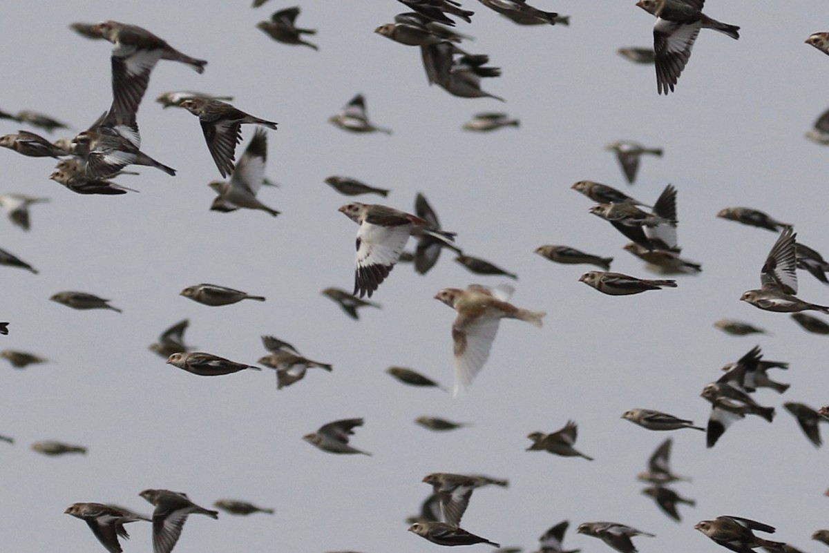 Snow Bunting - ML615787962