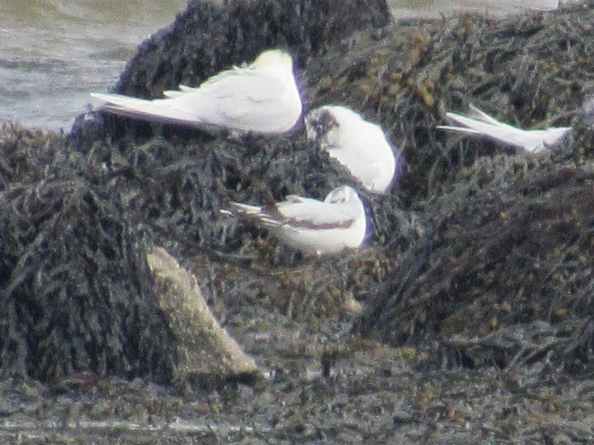 Little Gull - ML615787971