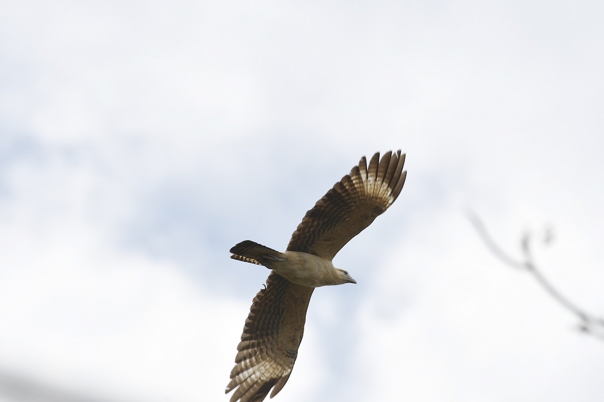 Caracara à tête jaune - ML615787990