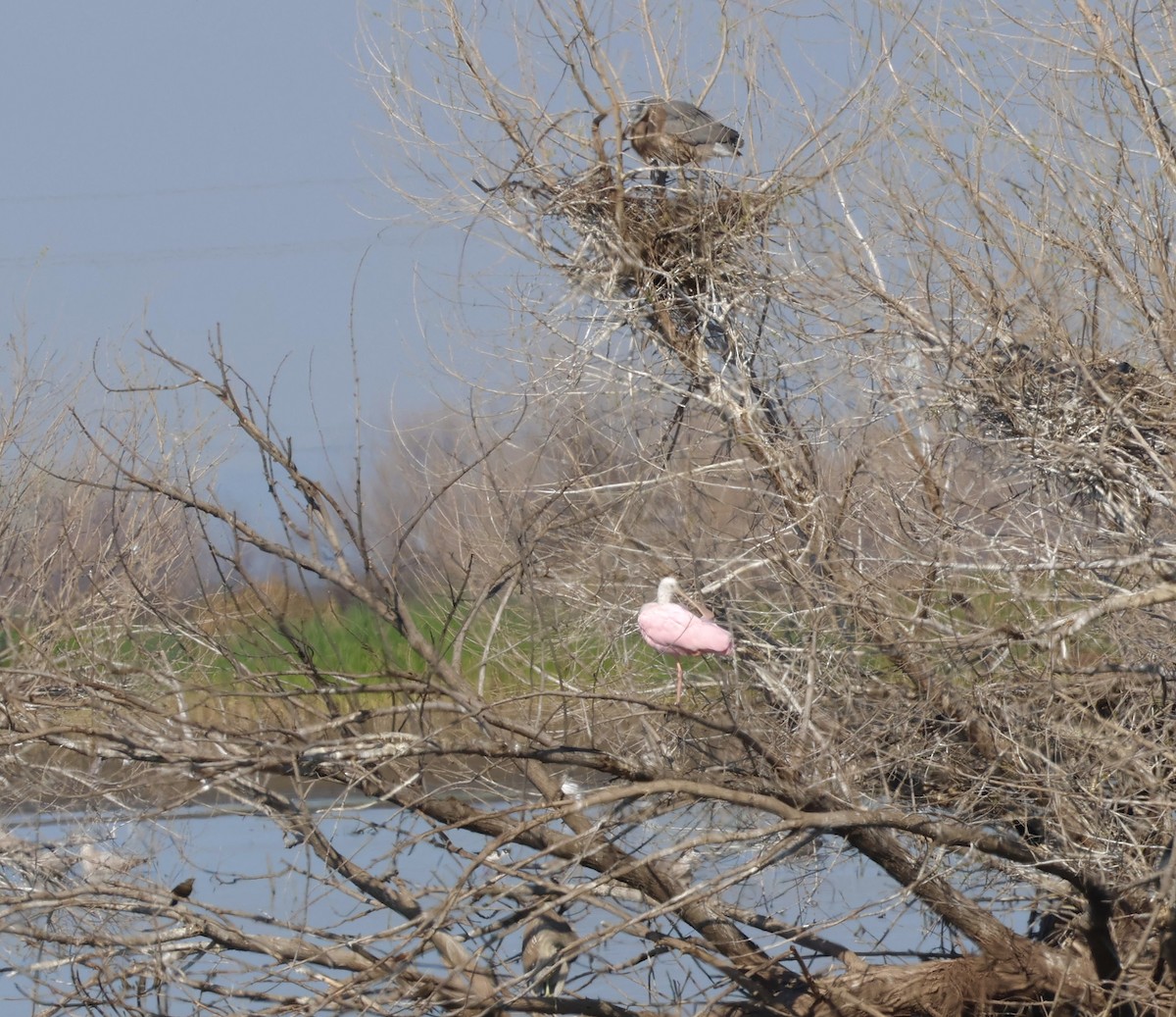 Roseate Spoonbill - ML615788009