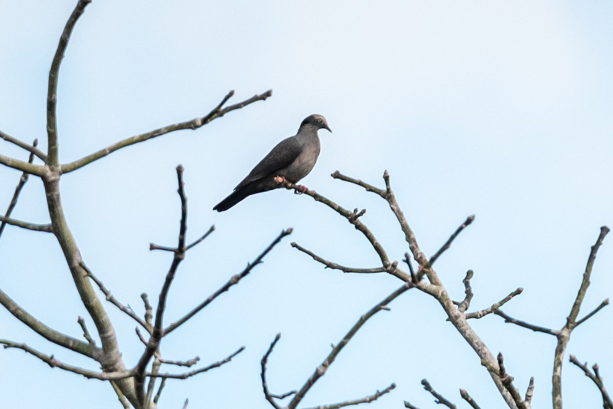 White-crowned Pigeon - ML615788010