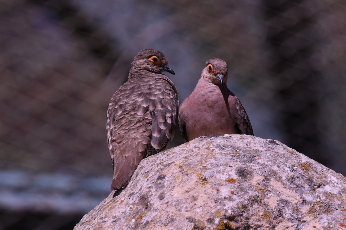 Bare-faced Ground Dove - ML615788046