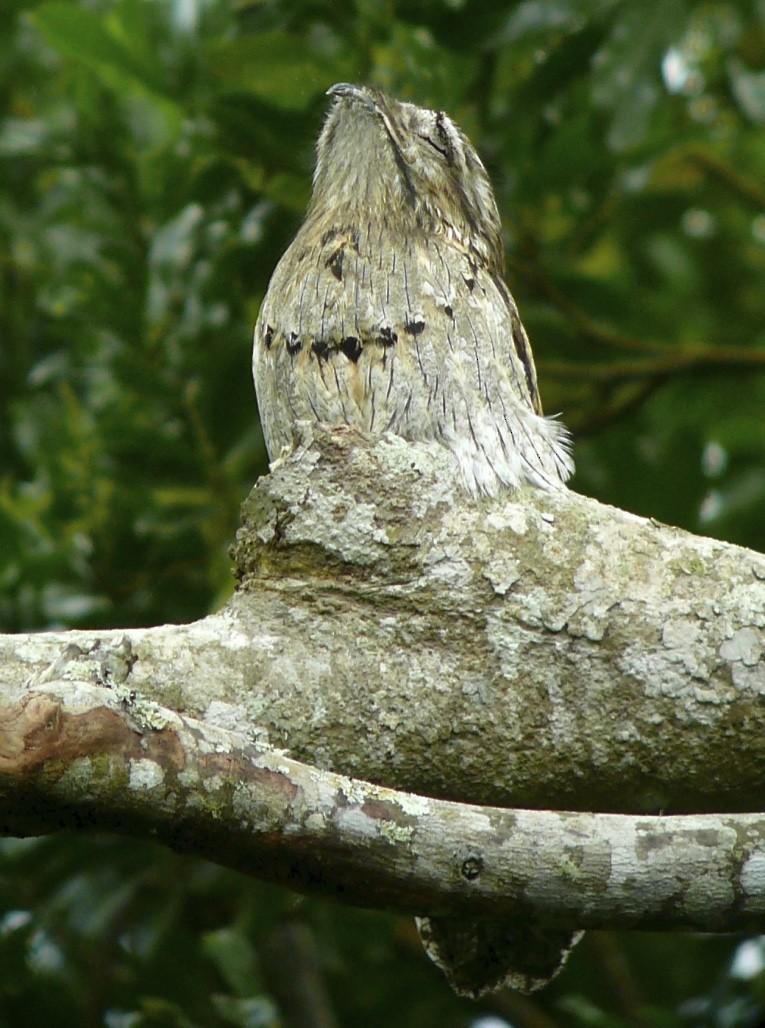potu středoamerický (ssp. jamaicensis/abbotti) - ML615788079