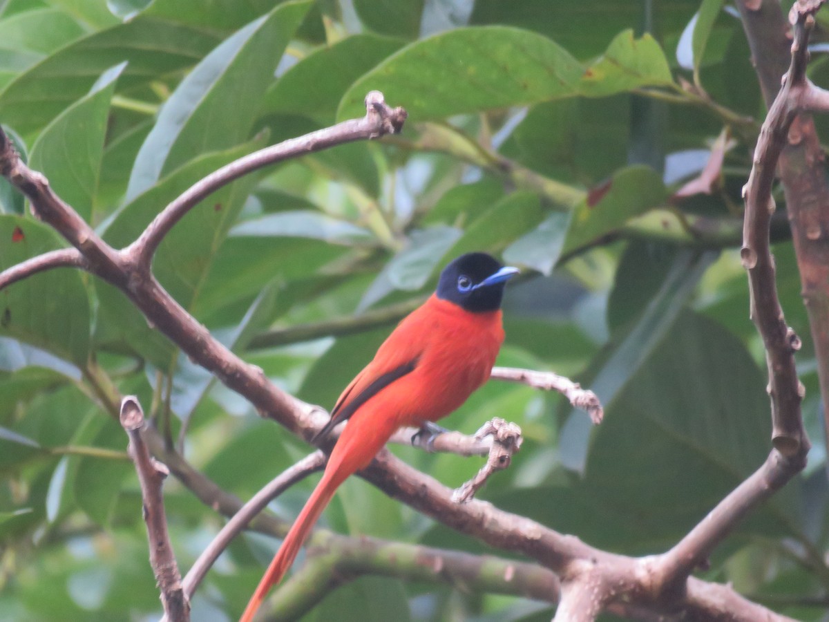 Black-headed Paradise-Flycatcher - kwame brown