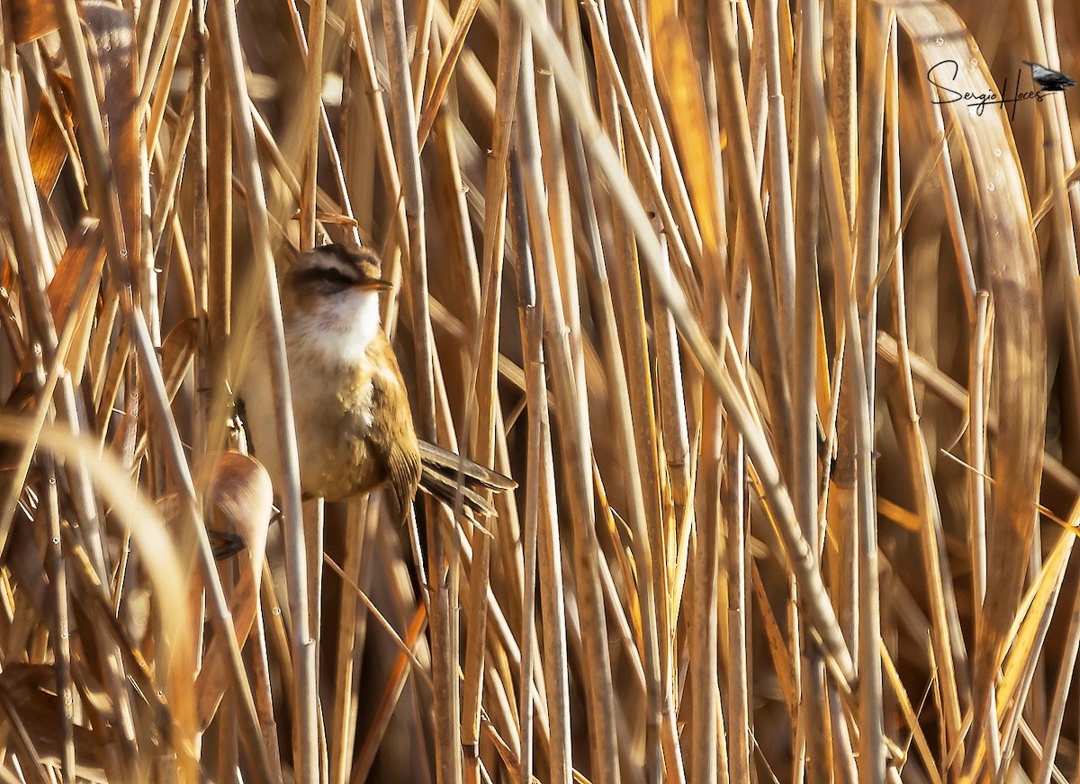 Moustached Warbler - ML615788117