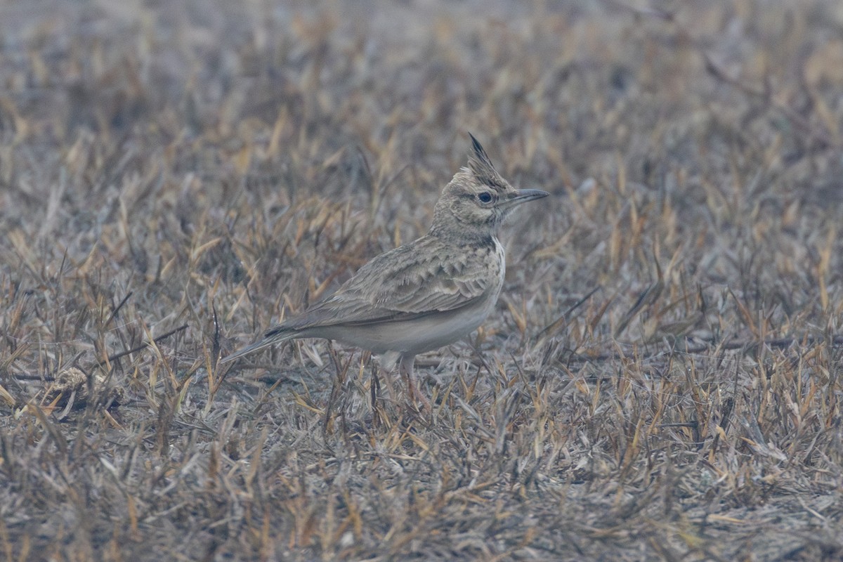 Crested Lark - Abram Fleishman