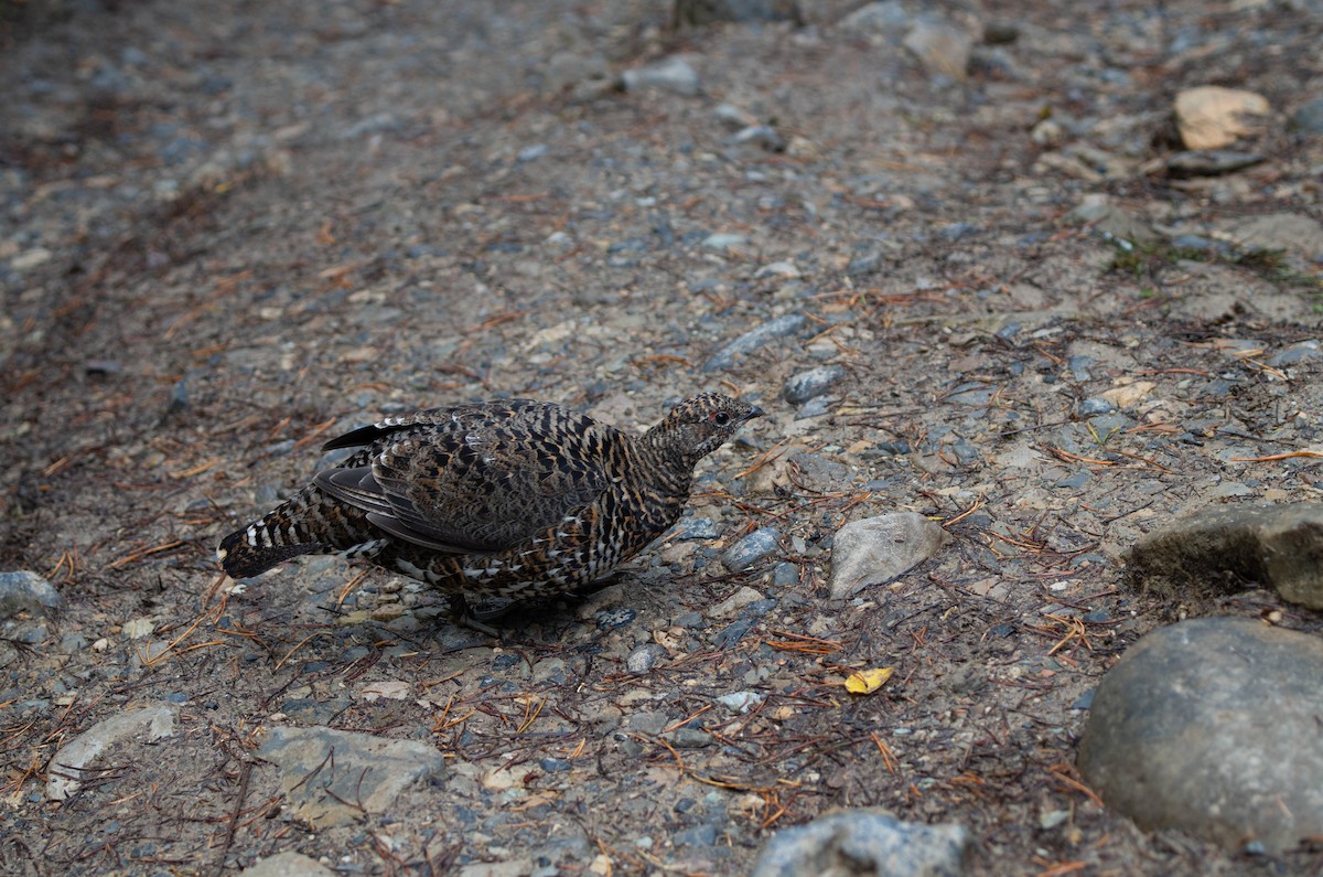 Spruce Grouse - ML615788121