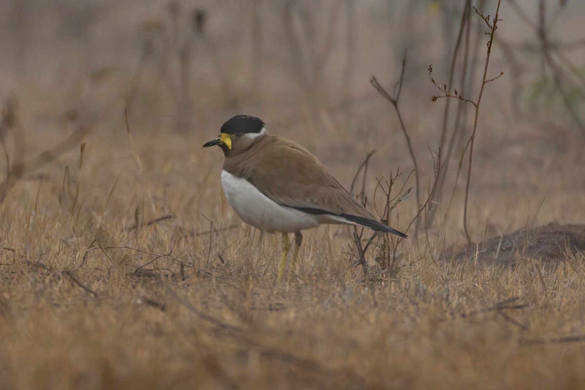 Yellow-wattled Lapwing - ML615788135