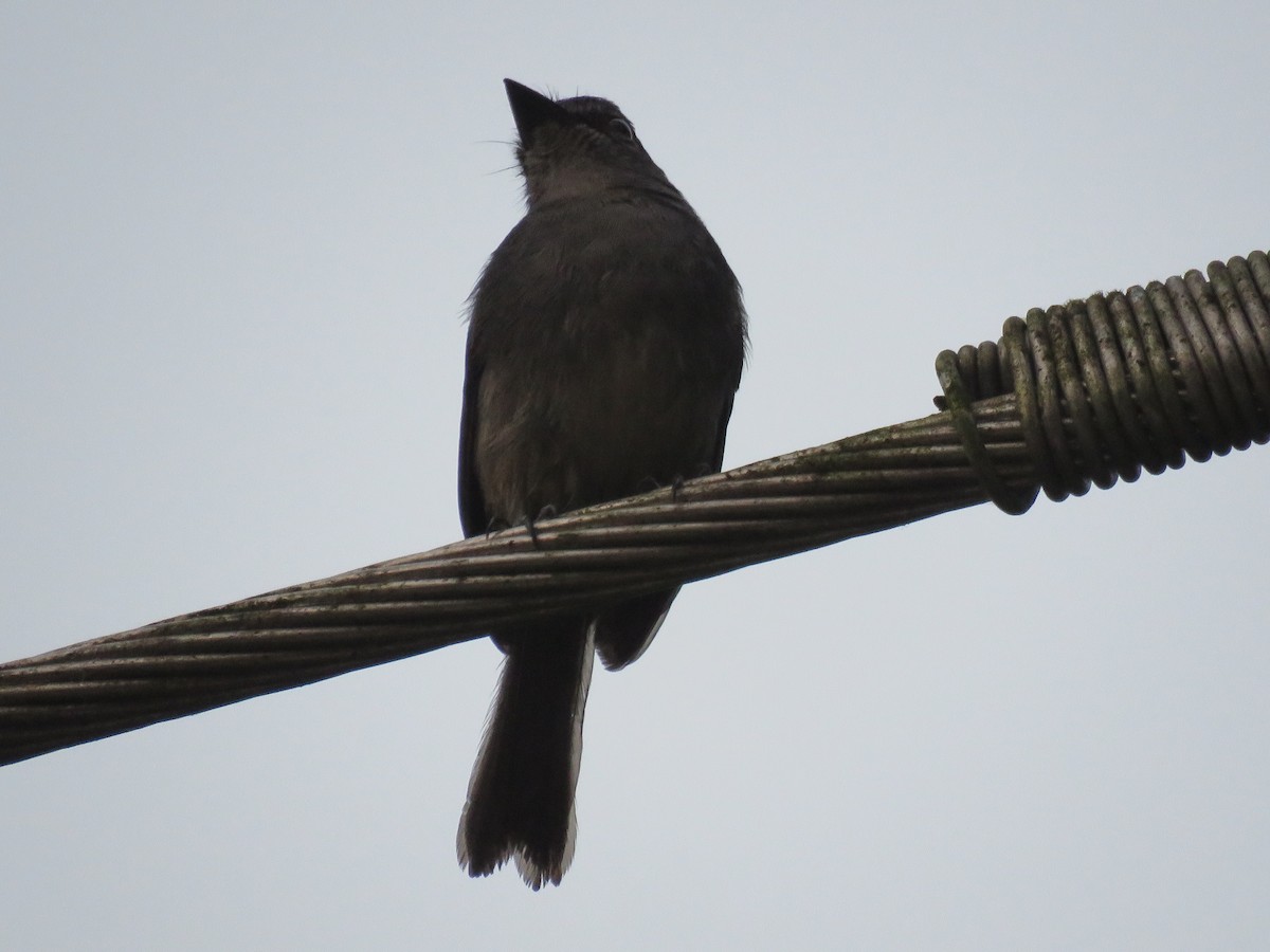 Dusky-blue Flycatcher - kwame brown