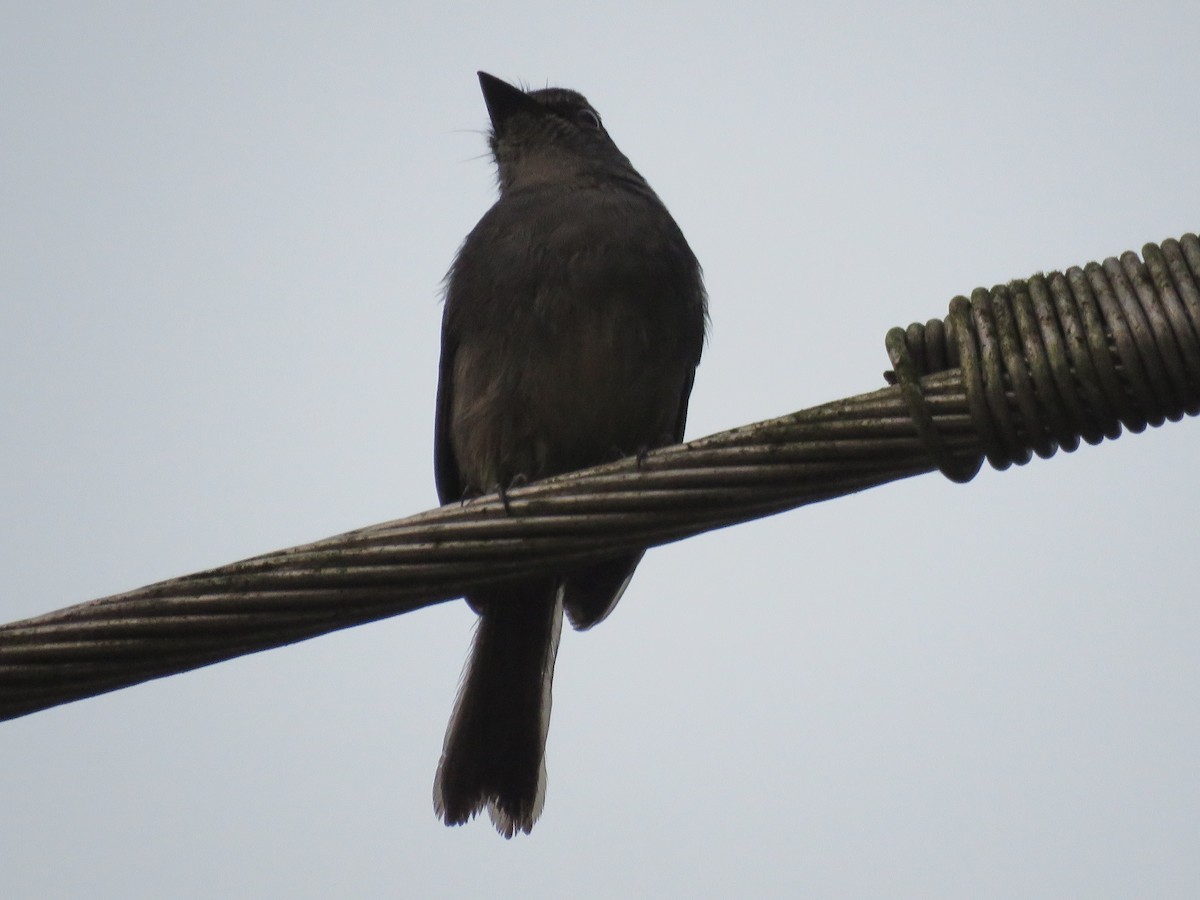 Dusky-blue Flycatcher - ML615788140