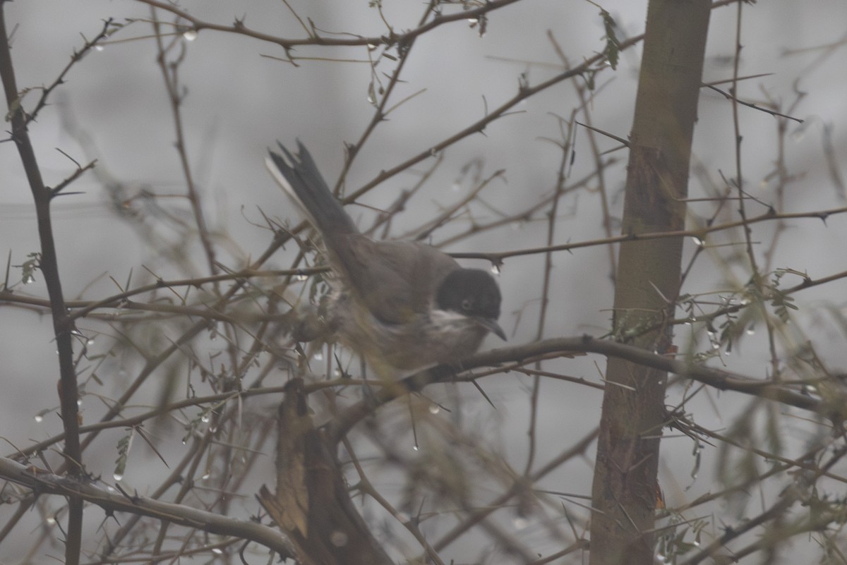 Eastern Orphean Warbler - Abram Fleishman