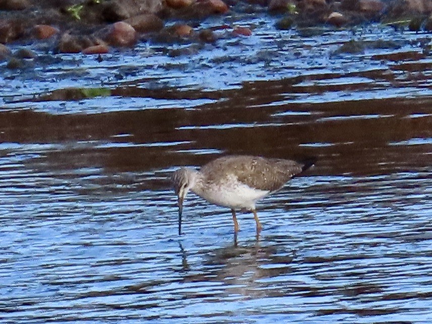 Greater Yellowlegs - Babs Buck