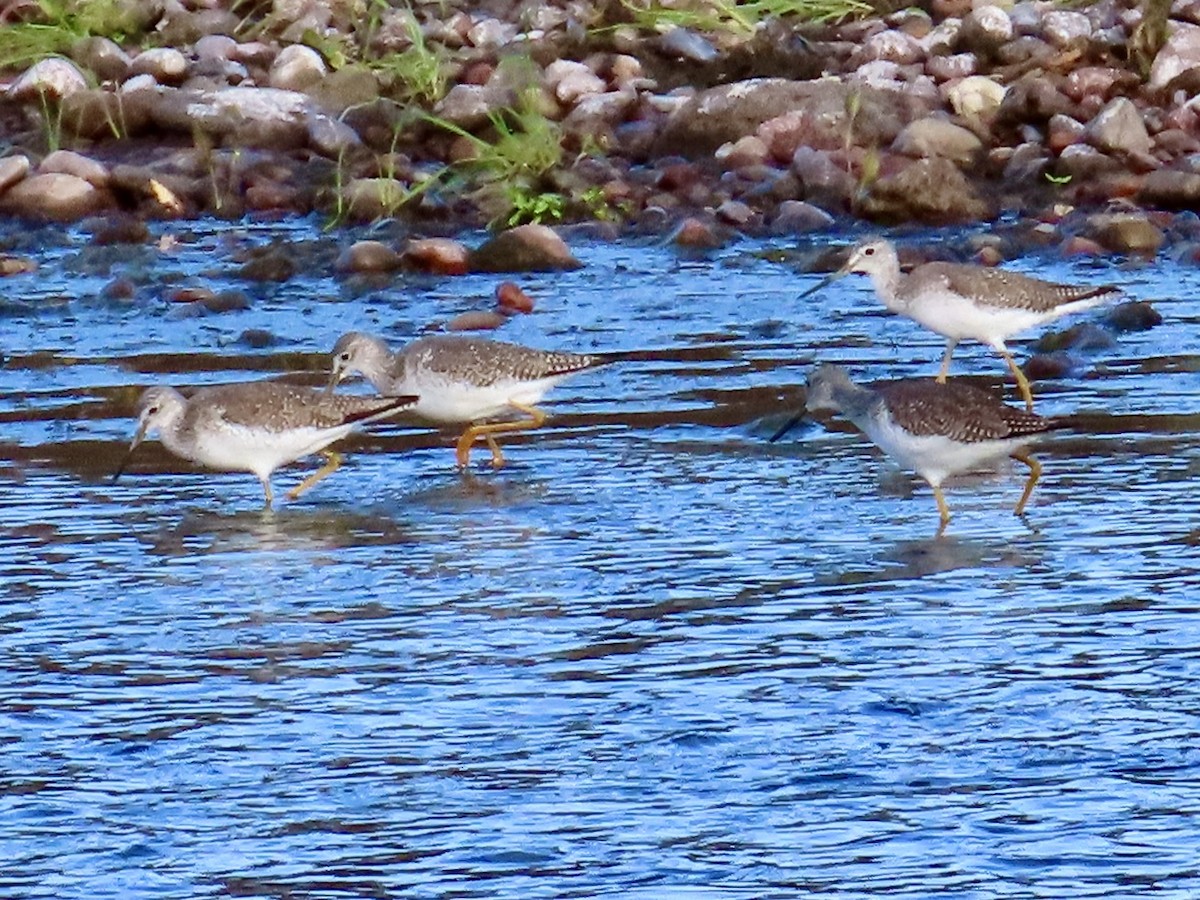 Greater Yellowlegs - Babs Buck