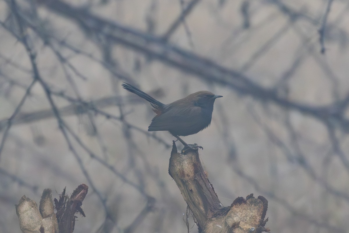 Indian Robin - ML615788188