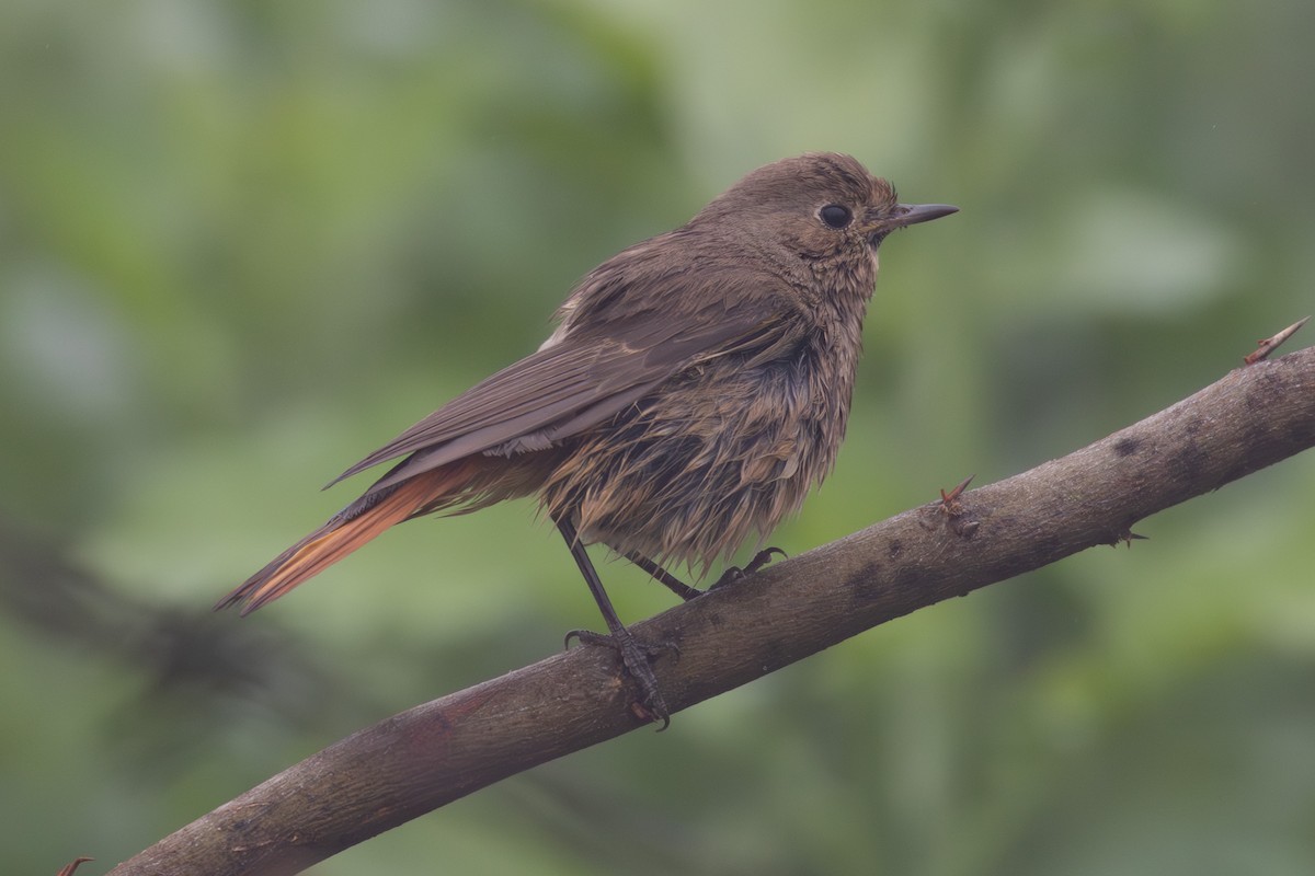 Black Redstart - ML615788212