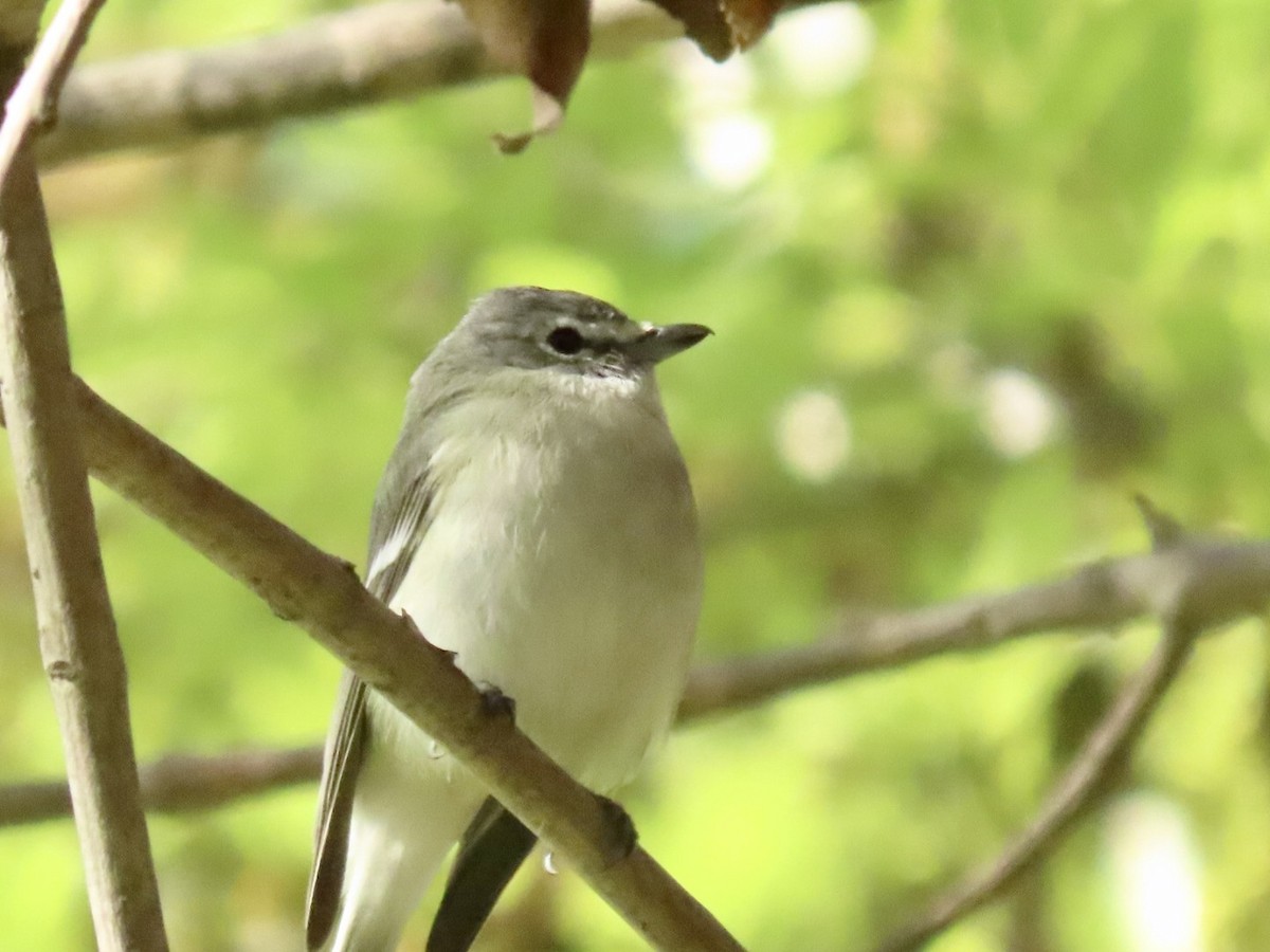 Cassin's/Plumbeous Vireo - ML615788231