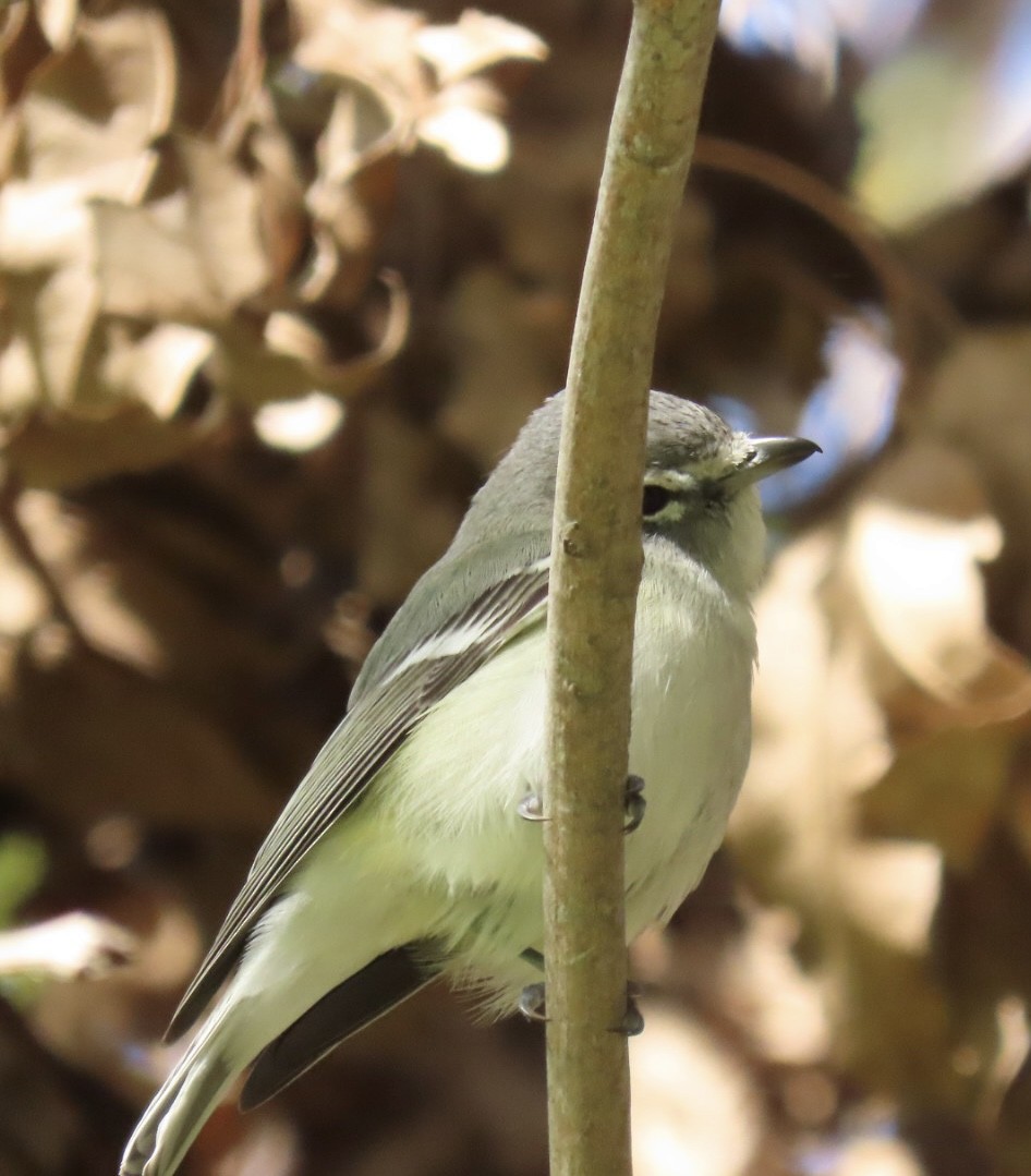 Cassin's/Plumbeous Vireo - Nancy Salem