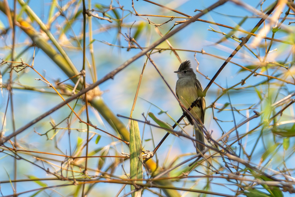Yellow-bellied Elaenia - ML615788249