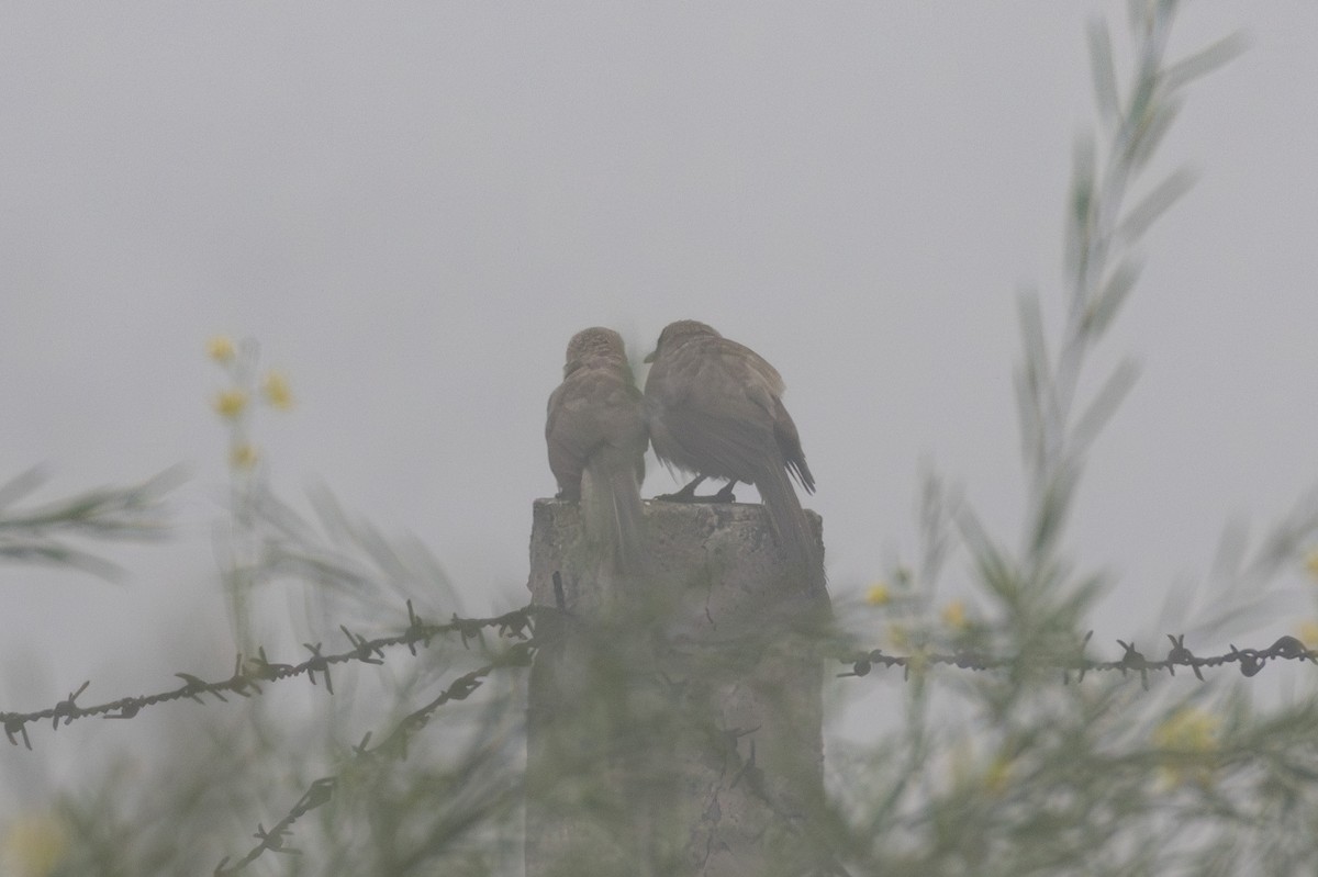 Jungle Babbler - ML615788257