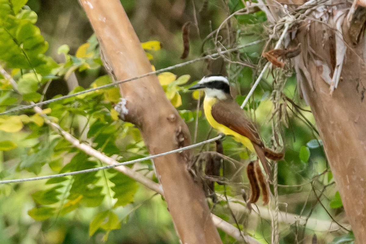 Great Kiskadee - Layton Rikkers