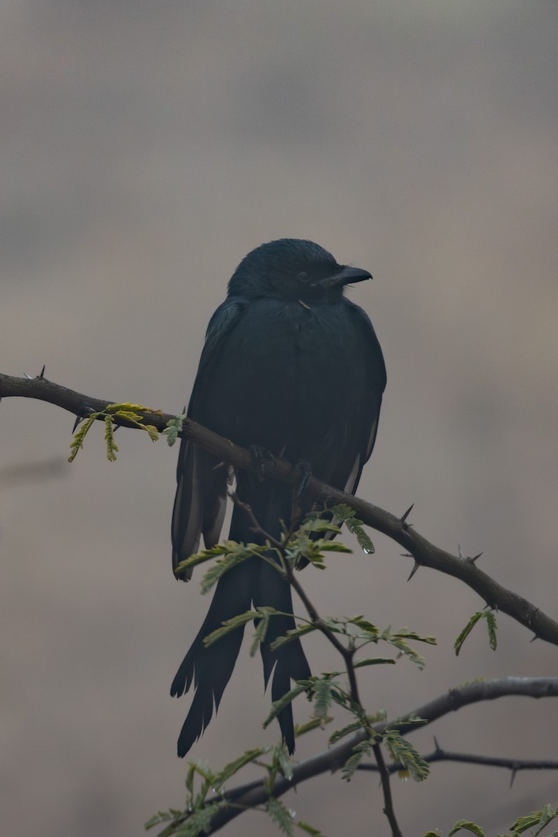 Black Drongo - ML615788269