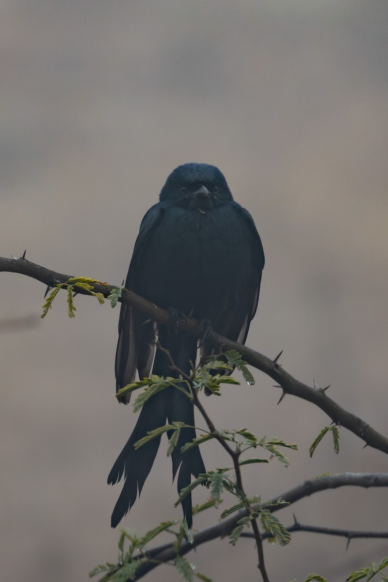 Black Drongo - ML615788270