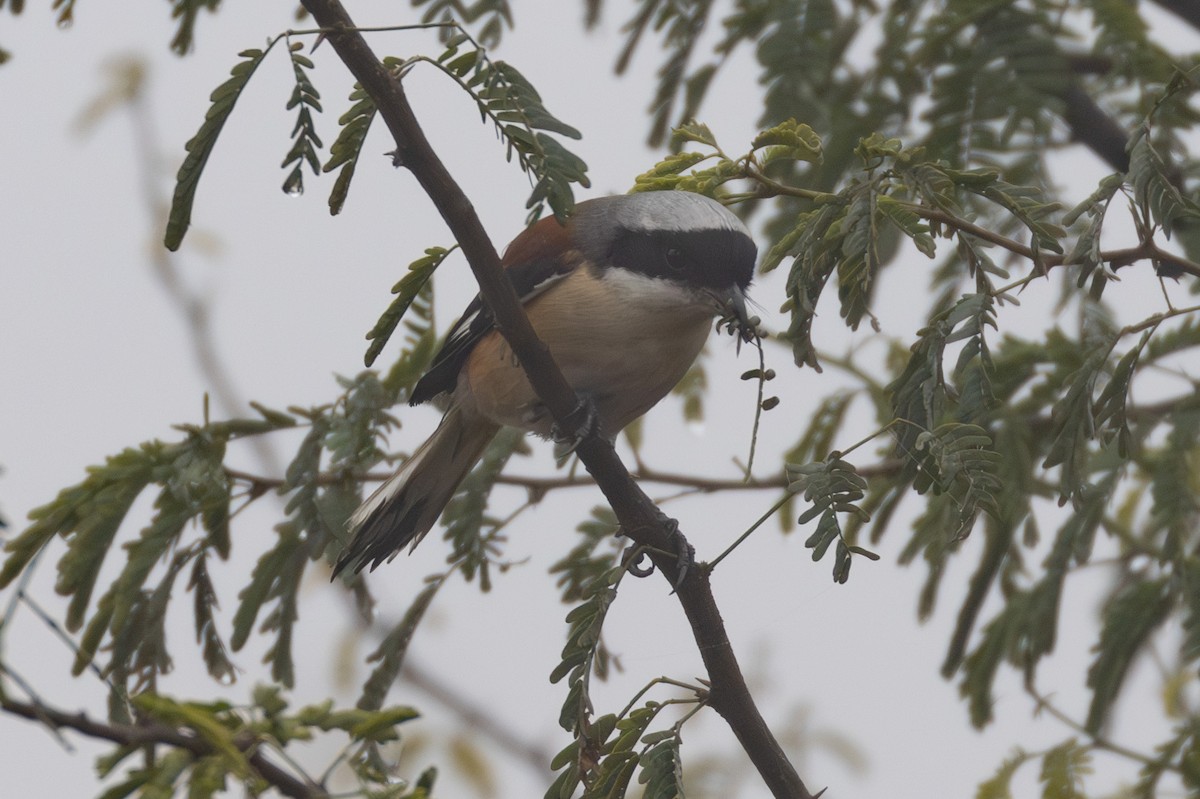 Bay-backed Shrike - ML615788277