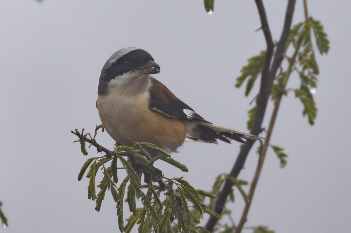 Bay-backed Shrike - ML615788295