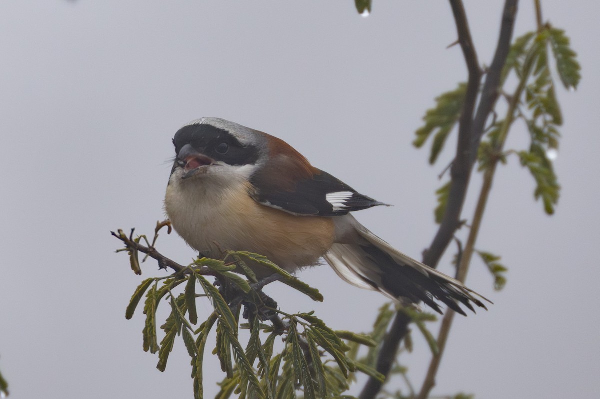 חנקן הודי - ML615788296