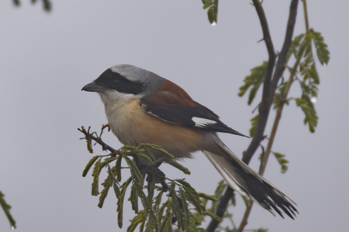 Bay-backed Shrike - ML615788297