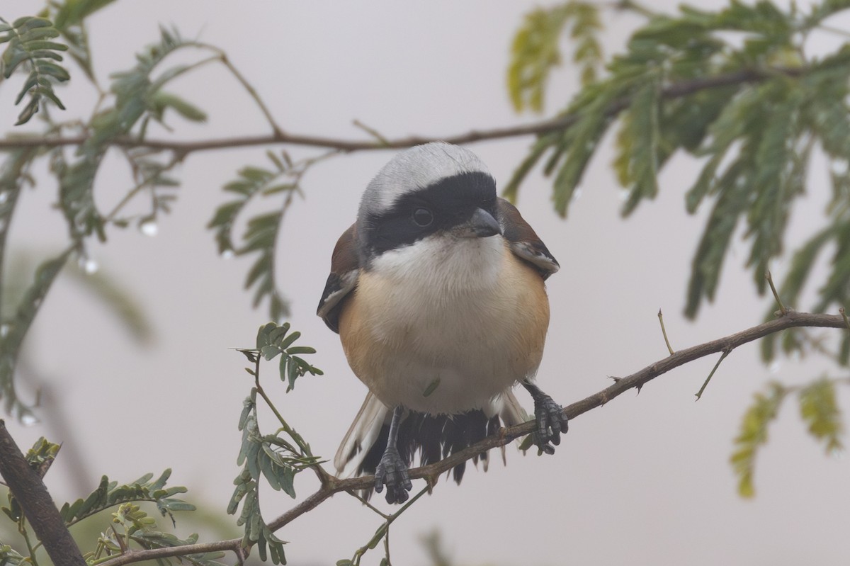 Bay-backed Shrike - ML615788298