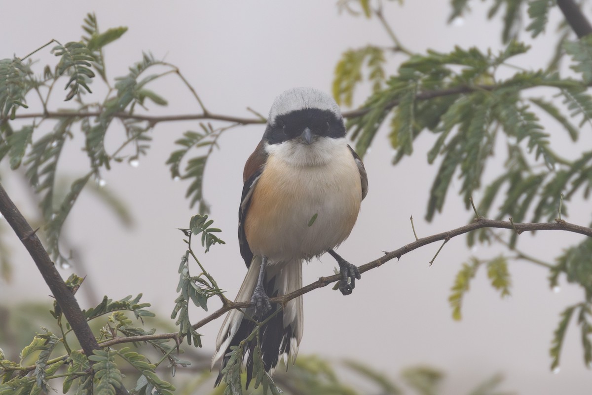 Bay-backed Shrike - ML615788299