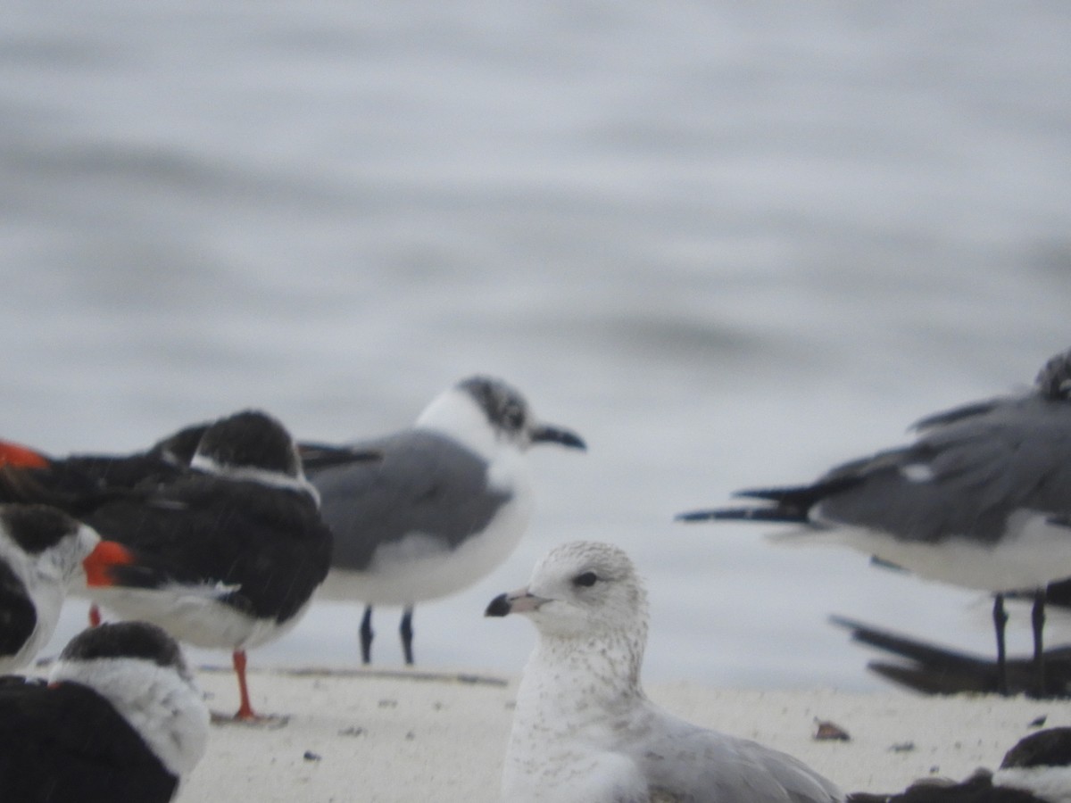 Ring-billed Gull - ML615788303