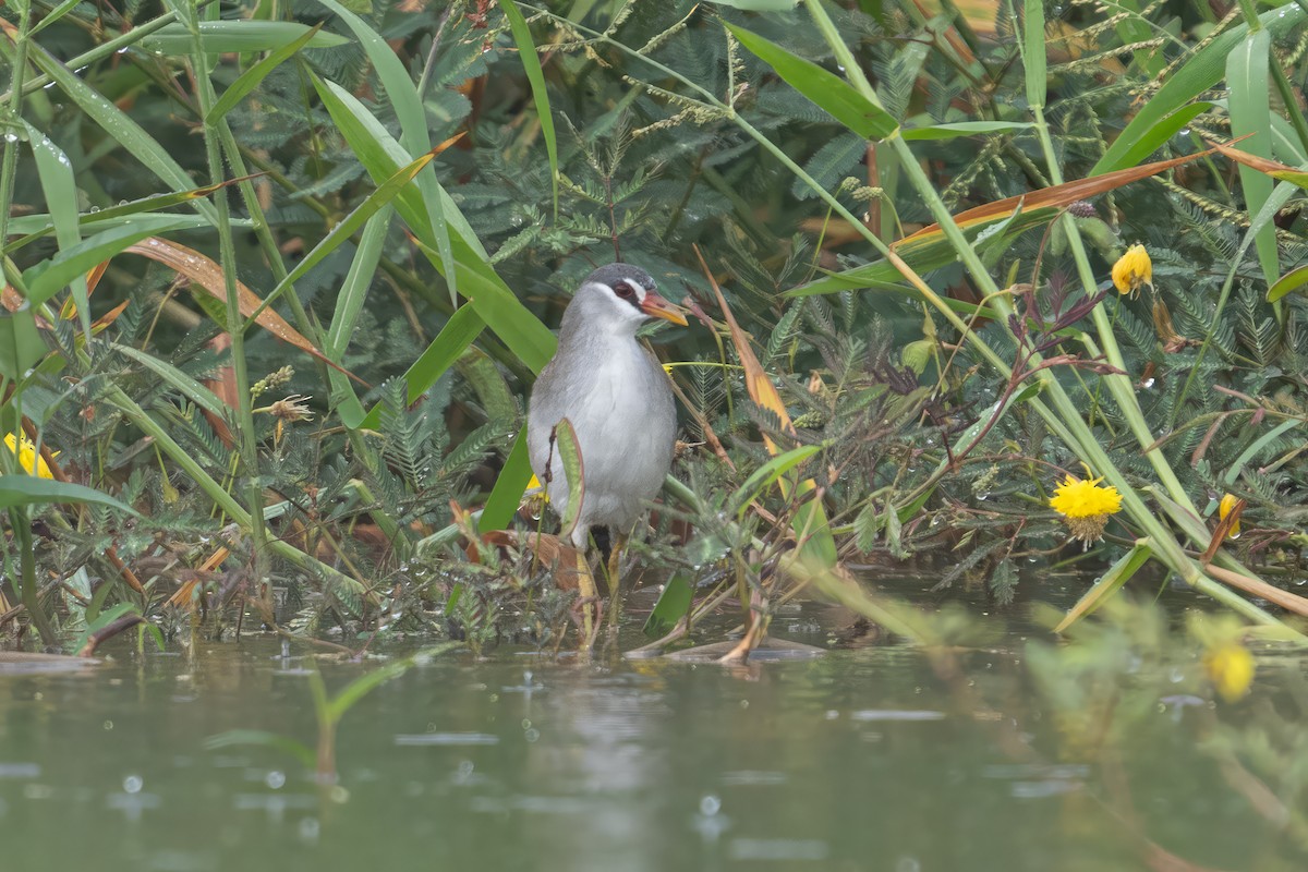 White-browed Crake - ML615788322