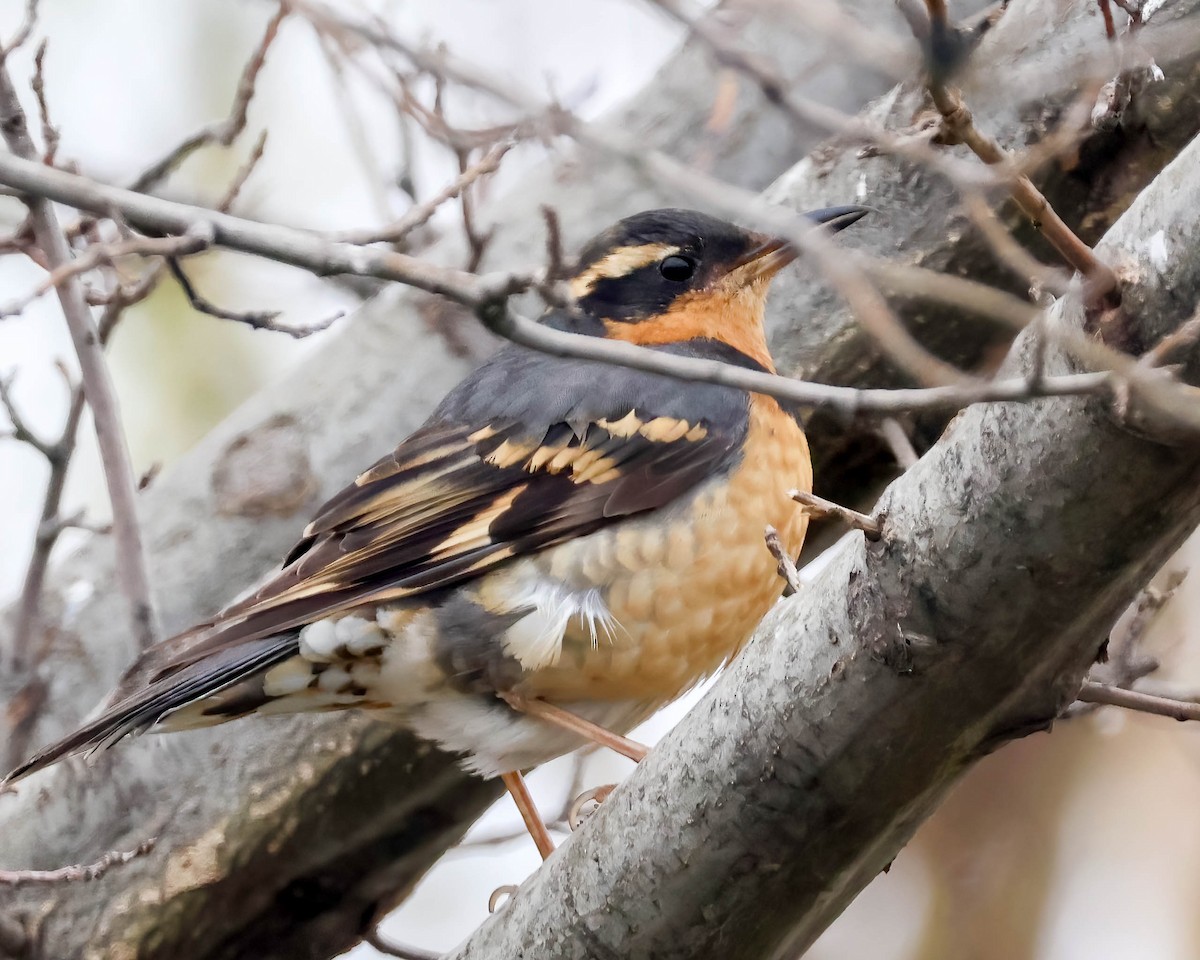 Varied Thrush - ML615788332