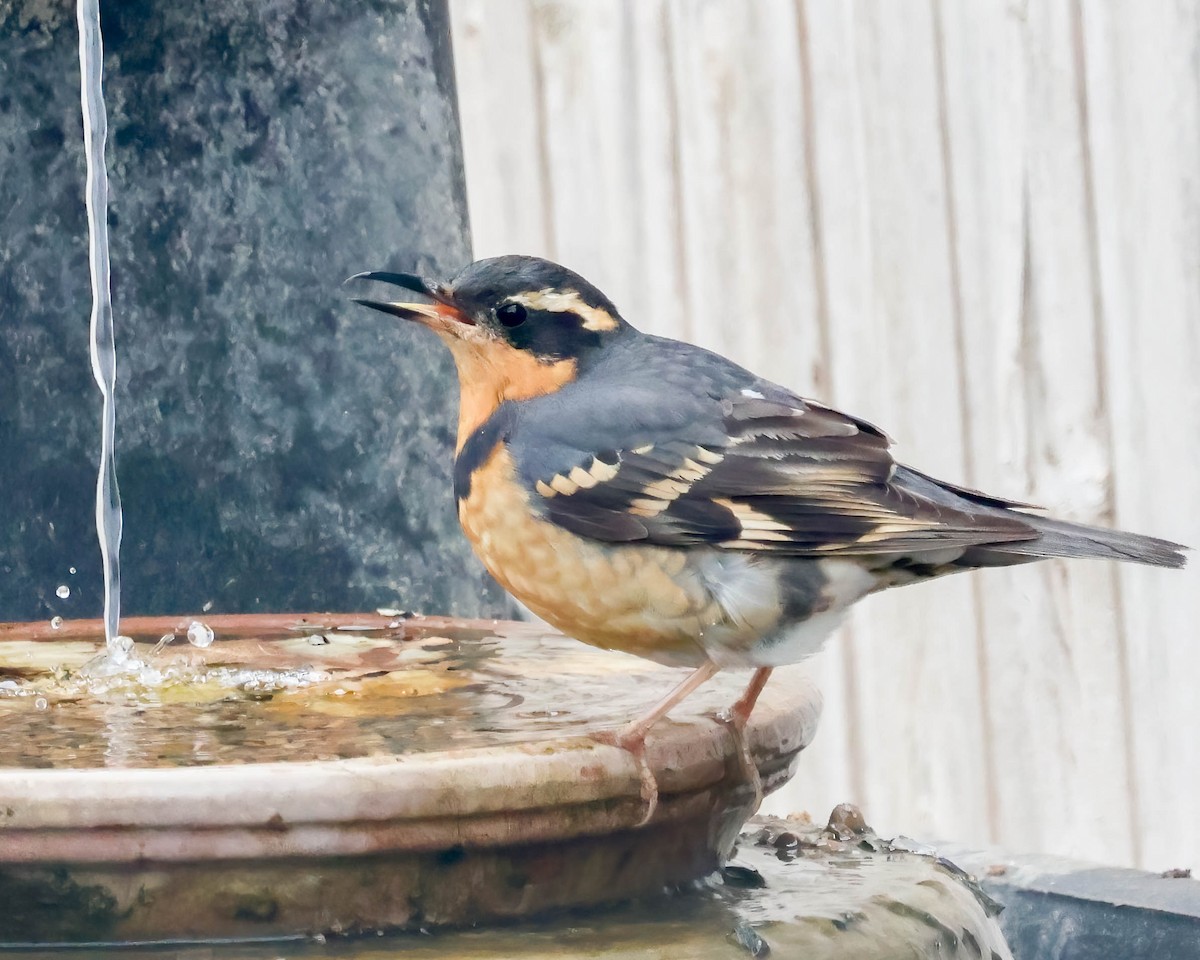 Varied Thrush - Sue Smith