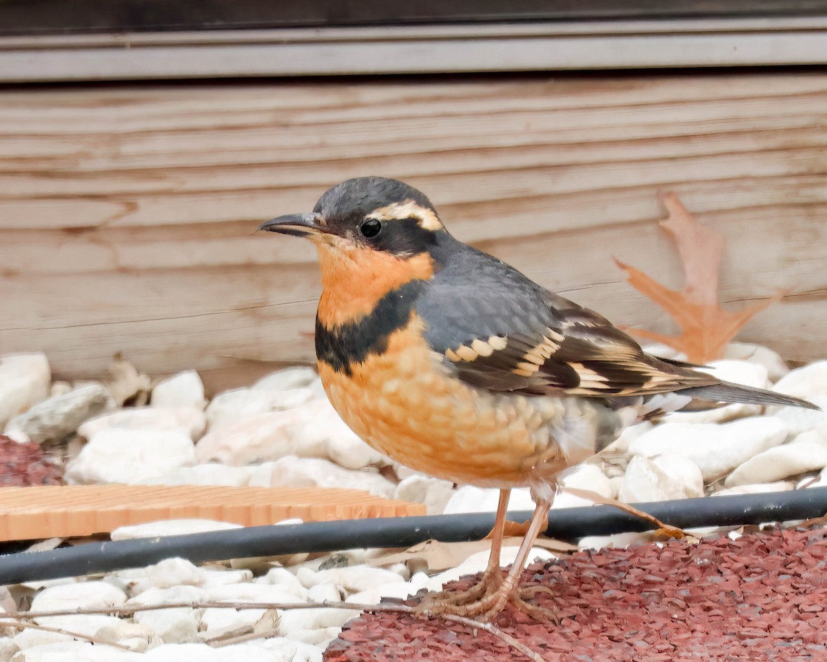 Varied Thrush - ML615788336