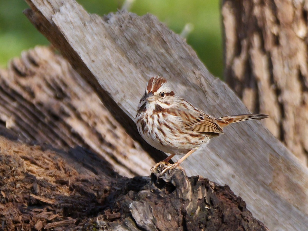 Song Sparrow - ML615788346