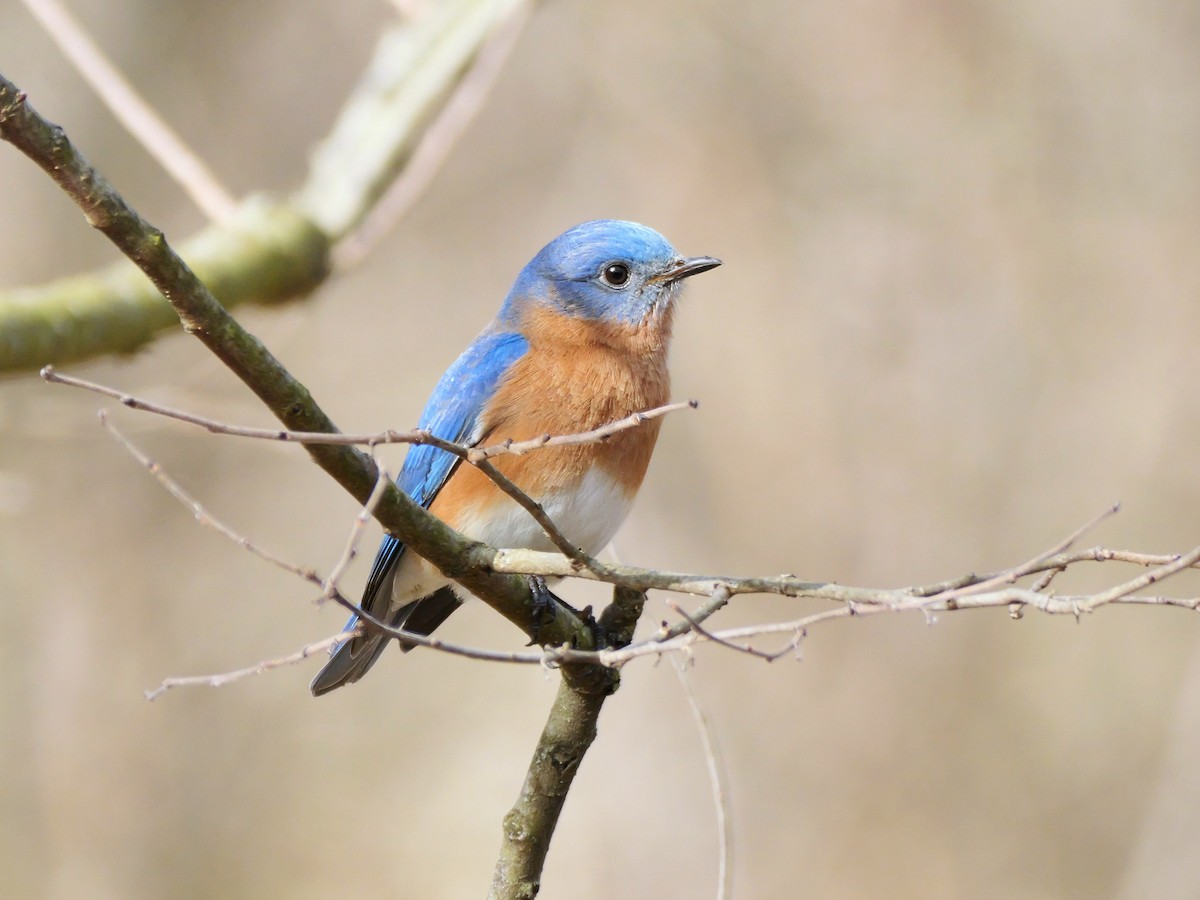 Eastern Bluebird - ML615788360